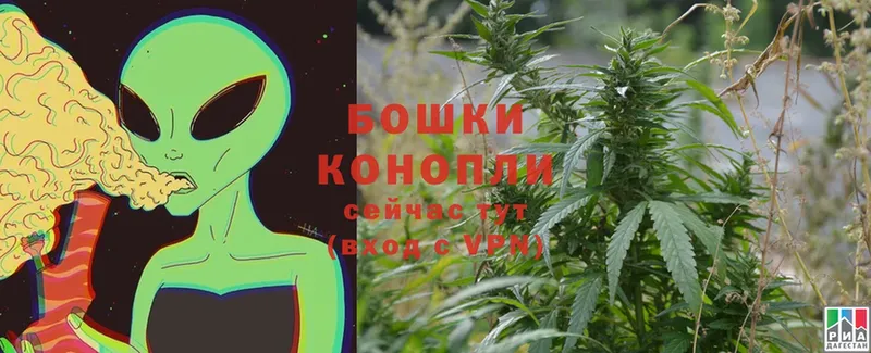 как найти закладки  Каменногорск  Конопля OG Kush 